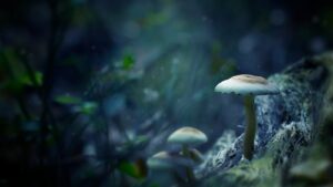 天然資源に依存するカナダ経済の課題とは？この記事では、国の未来のためにデジタルインフラへの移行がなぜ重要かを解説します。